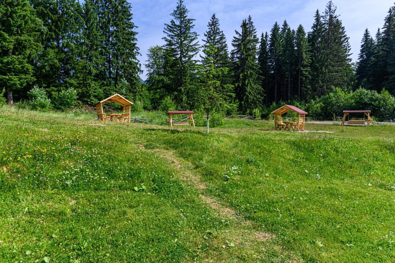 Forest Corner In Silver Mountain Of Poiana Brasov Exterior photo